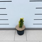 Tis obyčajný (Taxus baccata) ´DAVID´ - výška 15-25 cm, kont. C2L
